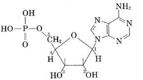 Adenosine-5-Monophosphoric_Acid_or_AMP_