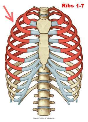 Flashcards - Sternum ribs upper and lower extremities