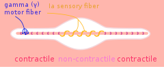 Gamma motorneuron - A muscle spindle, with γ motor and Ia sensory fibers