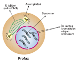 profaz1-evresi-hücrenin-durumu