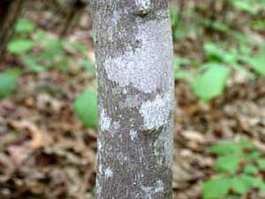 Bigleaf Snowbell (Styrax grandifolius) bark