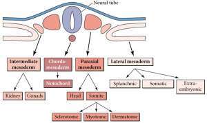 Flashcards - Chapter 12: Paraxial and Intermediate