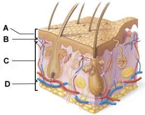 Flashcards - Chapter 5 The Integumentary System (Mastering A&P)