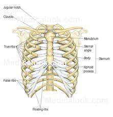 Flashcards - Anatomy Cards Test 1