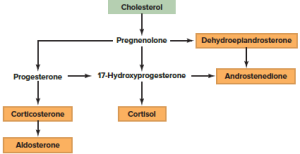 secretes cortisol and aldosterone