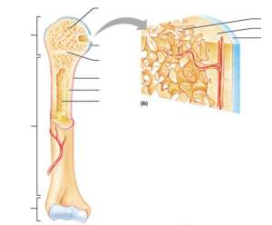 correctly label the following anatomical parts of a flat bone.