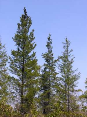 Atlantic Whitecedar (Chamaecyparis thyoides) tree