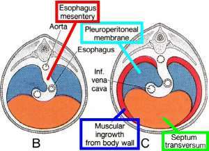 Flashcards - Organogenesis 2: Respiratory and Gut