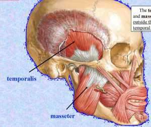 Flashcards - Infratemporal Fossa HN