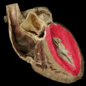 Flashcards - Anatomy: Cardiovascular