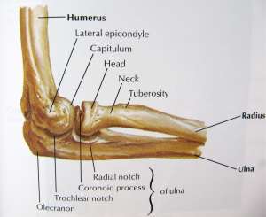 bones-of-the-elbow-anatomy-elbow-bone-anatomy-human-body-anatomy-system