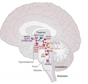 Flashcards - Wk 4: Neurobiology of Sleep