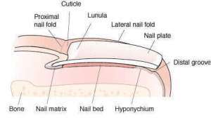 Flashcards - a&p lecture chap 5 Integumentary System