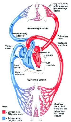 Flashcards - S1M3 Circulatory System Histology