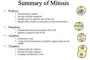 Summary-of-Mitosis-1