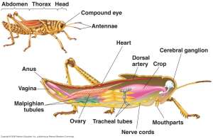 Flashcards - Biology 172 Lab Final Practical Examination II