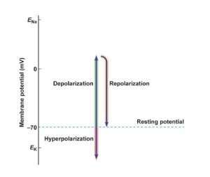 flashcards depolarization hyperpolarization repolarization potential