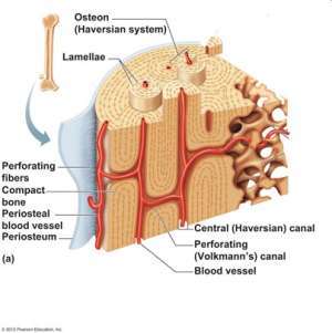 Flashcards - Skeletal_System.txt