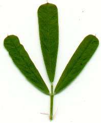 Lespedeza cuneata leaf