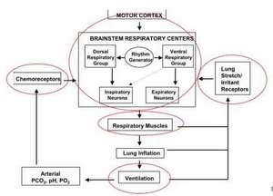 Flashcards - Hubs 192 - Lecture 18 - Co2-ph And Control Of Breathing.txt