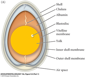 Flashcards - Chapter 9: EARLY DEVELOPMENT OF VERTEBRATES: BIRDS AND MAMMALS