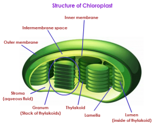 photosynthesis chloroplast stroma fotosintesis structura algae membranes plastid hijau grana reaksi chlorophyll cloroplast terang sugars gerak membrane thylakoid granum 