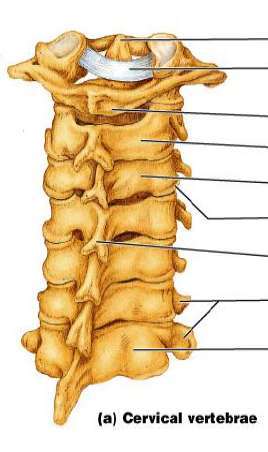 Flashcards - Neuroanatomy - Vertebral Column