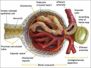 Flashcards - Final Exam: Urinary and Reproductive System