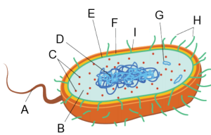 prokaryote_cell_parts-14B6234911B7F8B3128