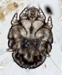 arachnids parasites ecto flashcards ticks