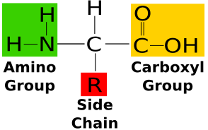 amino_acid_structure