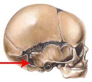 mastoid fontanel axial skeleton posterior