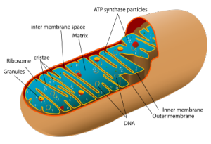 Animal mitochondrion diagram en.svg