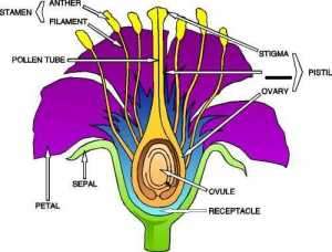 Flashcards - Seed Plants II