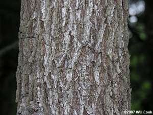 Black Walnut (Juglans nigra) bark