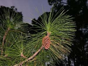 Slash Pine (Pinus elliottii)