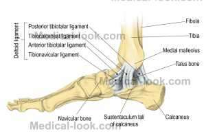 Flashcards - Summer Session II; Anatomy; Lecture 17; part II; Ankle Joint