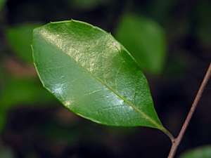 Large Gallberry (Ilex coriacea) leaf
