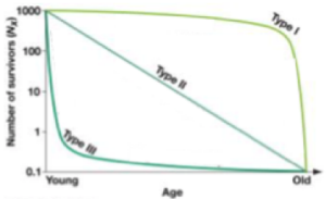 type 3 survivorship curve