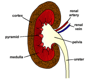 Flashcards - Usmle 1 Renal Physiology