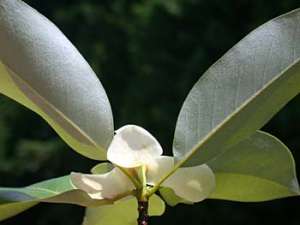 Sweetbay (Magnolia virginiana) leaf