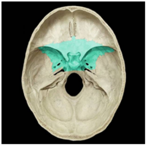 Flashcards - DHE 116 chapter#21 Radiographic Anatomy quiz