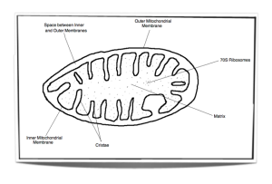 IB biology mitochondrion 