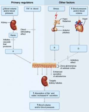 Flashcards - Chapter 16 The Endocrine Systme (Mastering A&P)