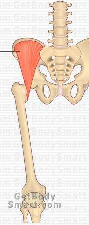 Flashcards - Hip Muscles - Femoral Nerve