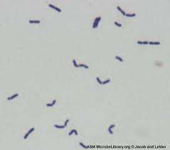 Flashcards - Results of gram stain