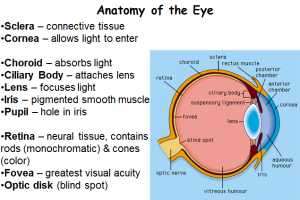 Flashcards - INT PHYS EXAM1 studyguide3 EYE