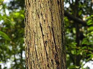 Atlantic Whitecedar (Chamaecyparis thyoides) bark