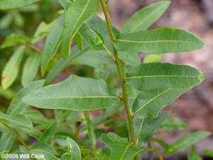 Sand Laurel Oak, Darlington Oak (Quercus hemisphaerica)