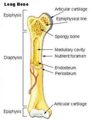 Flashcards - Bone Physiology